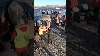 Una ballena de 14 metro fue encontrada sin vida en la orilla de una playa en Alaska [upl. by Irek348]