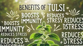 Benefits of Tulsi ocimum sanctum holy basil by Ambuj Ayurveda [upl. by Tally]