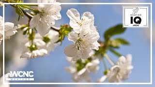 Bradford Pear Trees An invasive species to North Carolina [upl. by Fakieh63]