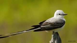 Scissortailed Flycatcher [upl. by Ormond431]