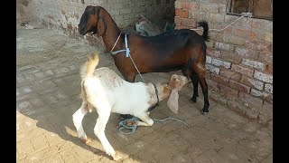 Baby goat is 1900 days old drinking milk it is a very funny video watch it fully [upl. by Radbourne]