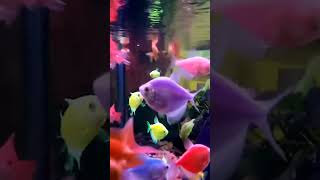 One inch two inch song bgm fish stetus [upl. by Siver335]