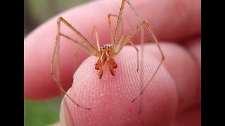 Longjawed Orb weaver [upl. by Akamahs]