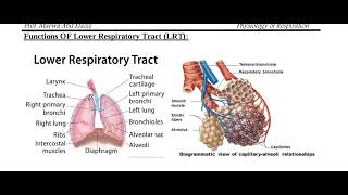 Lecture 6 Introduction to the Respiratory System [upl. by Amoihc726]