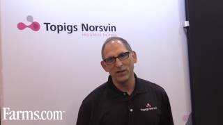 Topigs Norsvin introduces the TN70 top performing sow [upl. by Lucita]