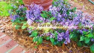 Mona Lavender Plectranthus Florida Friendly Plant Gardening [upl. by Odiug]