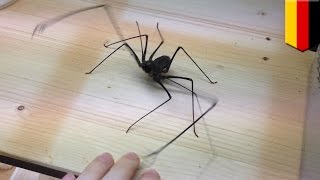 Whip spider German man posts video of him getting attacked by whip spider  TomoNews [upl. by Nerok]