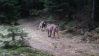 Eurasian lynx and wolf encounter sequence of camera trap photos [upl. by Neros905]