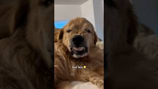 Golden Retrievers The Goofiest Dogs Ever [upl. by Fiedling]