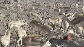 BARBARY SHEEP FIGHTING WITH ARABIAN ORYX [upl. by Malamud]