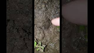 Catch Baby Frog Funny [upl. by Alad212]