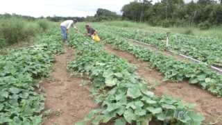 Produção de Pepino [upl. by Branen]