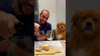 We need separate food and plate 🐕😂😂pet funny dog foryou asmr shorts [upl. by Maghutte496]