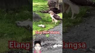 Elang dapat mangsa lezat birds wildlife eagles animals [upl. by Gian]