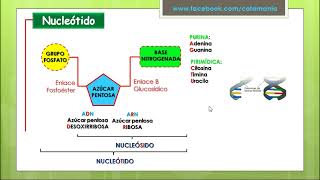 BIOMOLÉCULAS ORGÁNICAS  ÁCIDOS NUCLEICOS  Cotamania [upl. by Haerdna]