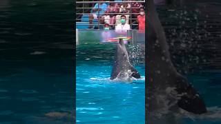 Dolphin🐬 show Thailand🇹🇭 travel dolphin🐬fish water watch thailand shorts subscribemychannel [upl. by Etessil]