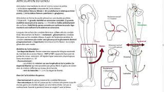 FEMUR JAMBE GENOU [upl. by Hutson]