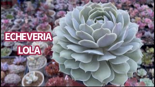 PROPAGATION ECHEVERIA LOLA  NHÂN GIỐNG SEN ĐÁ LOLA  다육식물  多肉植物  suculentas [upl. by Orland]