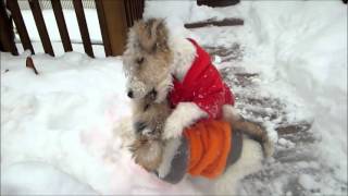 Wire Fox Terrier Puppies NICHOLAS amp NOELLE Play on a Snowy Day [upl. by Eelrebmyk33]