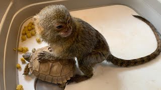 Very tiny adorable pygmy marmoset monkey playing with his friends [upl. by Rehtse]