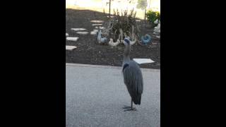 This is What a Great Blue Heron Sounds Like When Annoyed [upl. by Dranal]