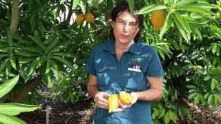 Canistel Fruit Tree or Yellow Sapote Tree  Tastes Like Egg [upl. by Ahsiekahs41]