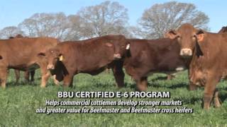 Beefmaster Breed Featured on The American Rancher [upl. by Nivrem]