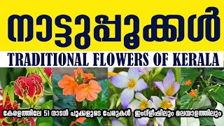 51 Flowers names in Malayalam amp English കേരളത്തിലെ 51 നാടൻ പൂക്കളുടെ പേരുകൾ [upl. by Nwahsan]