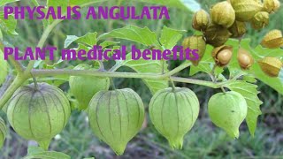 Physalis Fruit and leaves Benefits and Uses Cape Gooseberry NaturalmedicineNaturalmedicine [upl. by Santos]