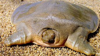 Asian Giant Softshell Turtle  Animal of the Week [upl. by Baalbeer391]