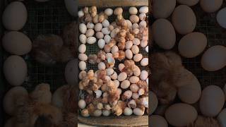 Egg incubator hatching chicks live [upl. by Mandie]