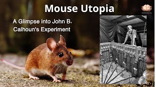 9 Mouse Utopia A Glimpse into John B Calhouns Experiment [upl. by Hernardo]