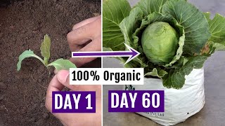 How to Grow Cabbage at Home Easily  Complete Growing Guide [upl. by Desmond]