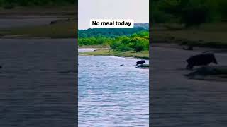 Mr Warthog V6 Submarine 0100 KMH 5 sec Lazy Crocodile  No meat Today 😂😂😂😂😂😂 [upl. by Horowitz]