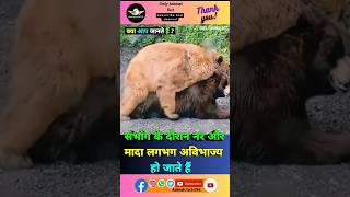 Bear के बारे में रोचक तथ्य 🐻😨 ytshort viral fact animals trending shortfeed [upl. by Ober]