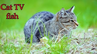 Cat TV Fish  Fish video for cats to watch📺  Movie for cats  24 Hours CAT FISH 4K [upl. by Akyssej]