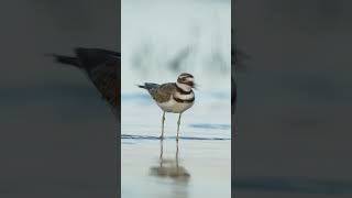 Have you ever heard a Killdeer’s call  birds bird birdphotography birdlovers birdwatching [upl. by Lehcsreh241]