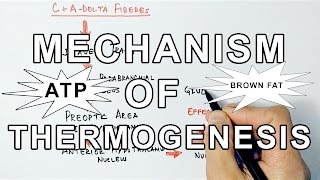 Mechanism of Thermogenesis [upl. by Atekin]