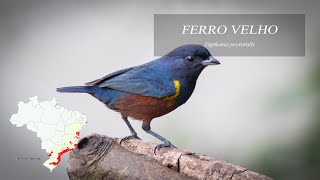 Ferro Velho Euphonia pectoralis [upl. by Htevi912]