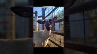 That and southdown wethers stockshowkid [upl. by Adnauqaj]