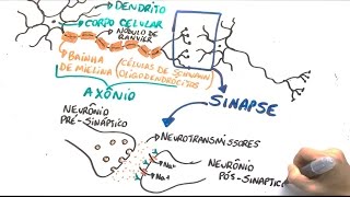 Neurônio e impulso nervoso  Resumo Professor Gustavo [upl. by Ayital]