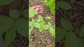 The American hop hornbeam Ostrya virginiana a giant city understory tree [upl. by Airaet35]