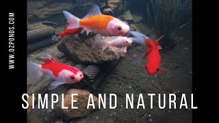 How to keep a pond crystal clear [upl. by Jaenicke]