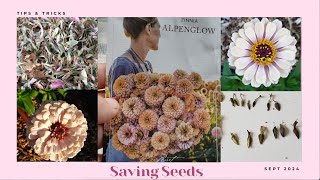 Saving Zinnia Seeds [upl. by Nitsa]