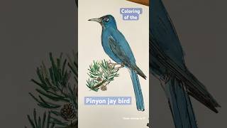 Coloring of the Pinyon Jay Bird  coloring watercolorart birdart [upl. by Gar]