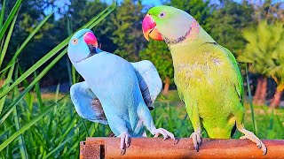 Ringneck Parrot Videos Compilation [upl. by Nwahsyd]