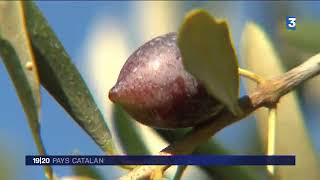 Le début de la récolte des olives dans les PyrénéesOrientales [upl. by Nahguav]