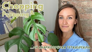 Propagating my HUGE Rhaphidophora Tetrasperma aka Mini Monstera [upl. by Koral]