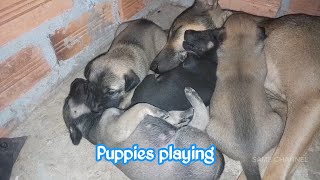 Puppies playing  Same Channel [upl. by Linet31]