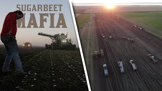 SUGARBEET MAFIA  The Story of Americas Largest Beet Harvest [upl. by Naie]